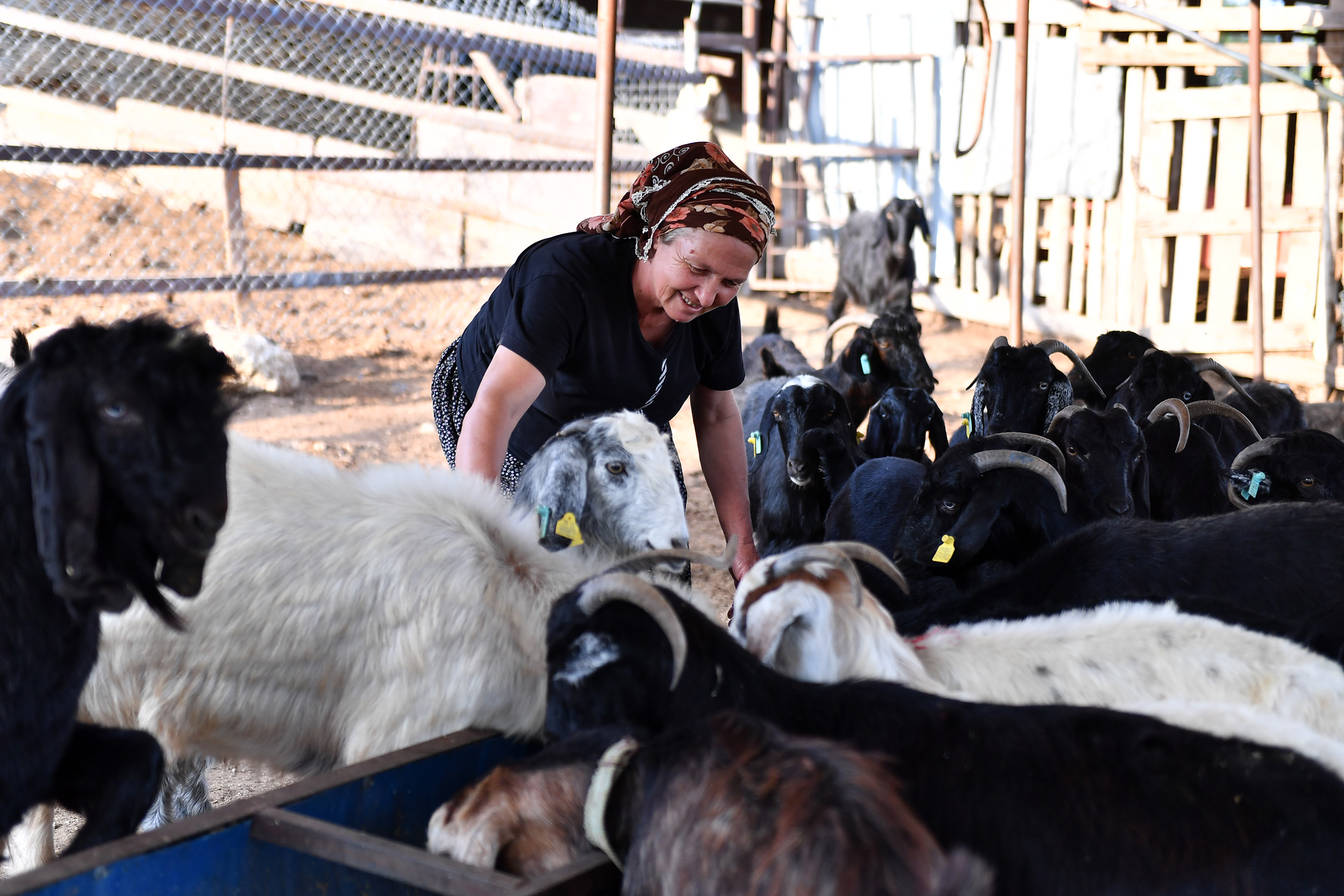 ÇİFTÇİ KADINLARIN YANINDA MERSİN BÜYÜKŞEHİR VAR (8)