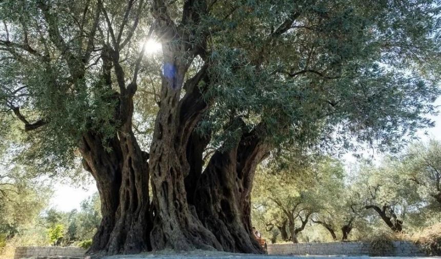 tasarımsuu.JPG (54)-9