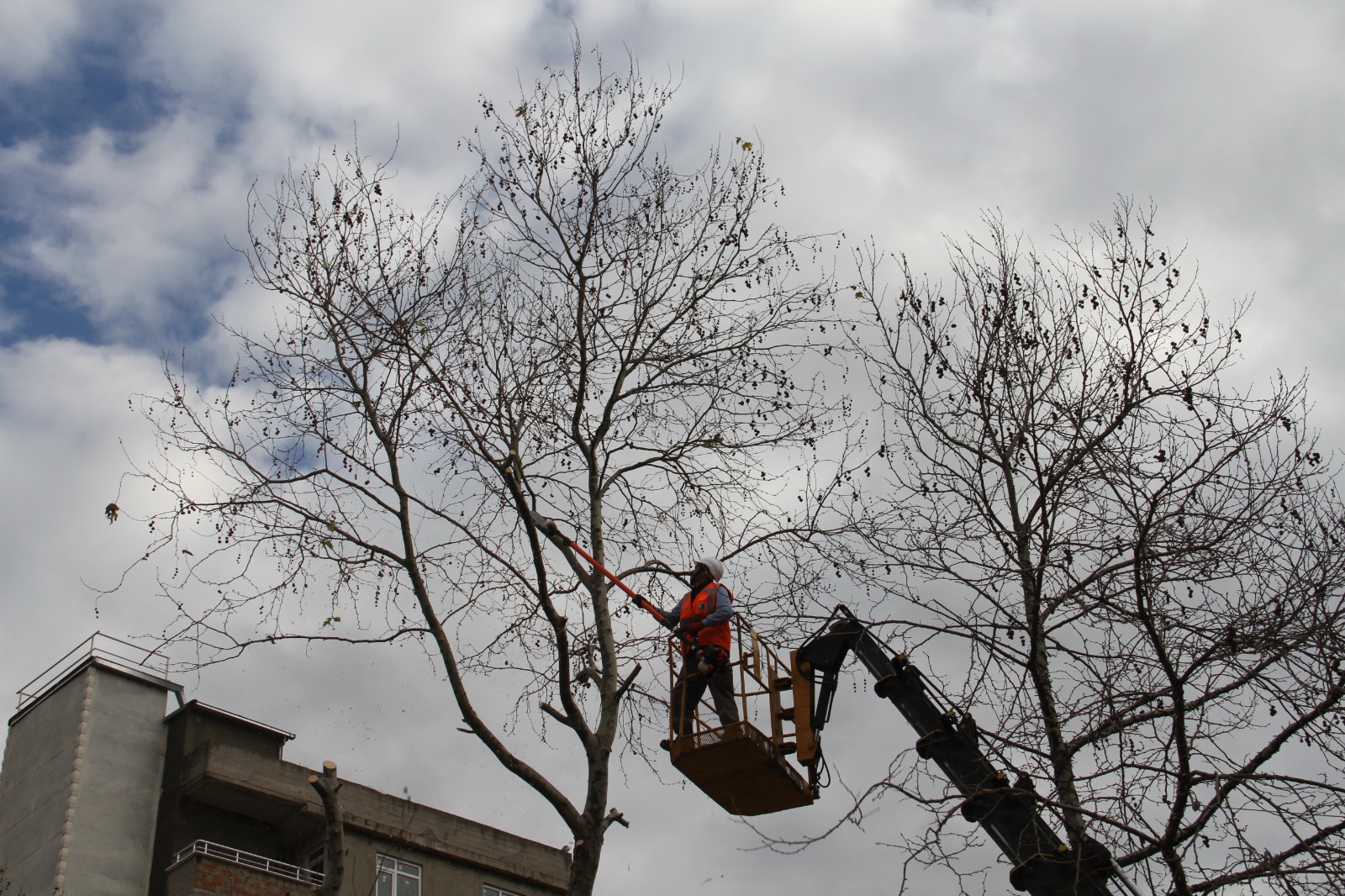 Kartal’da Ağaçların Sağlığı İçin Budama Çalışmaları Devam Ediyor  (5)