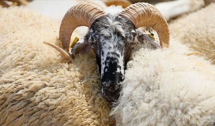 Adsız Tasarım 2025 04 22T130718.592