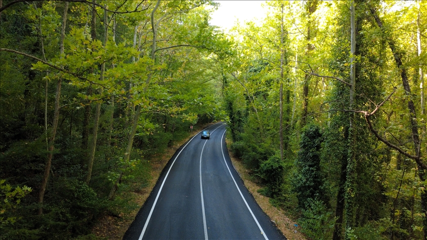 Safranbolu'nun "ağaç tüneli", misafirlerine yeşilin içinde yolculuk keyfi yaşatıyor