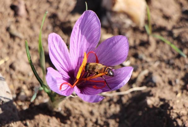 3833320 606A9D2E7A735E3028E2Ce54B7Ad839A