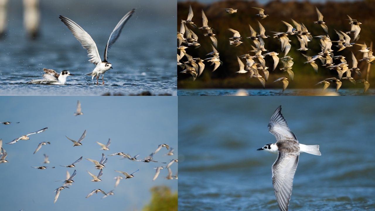 Deniz kırlangıçları göç yolculuğunda