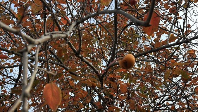 3838334 0719Aff215A5420C2D7B7734131C9Dc1