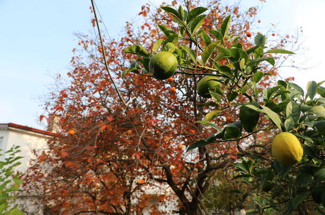 3838334 69D92A46E201171E12245D86530Aacca