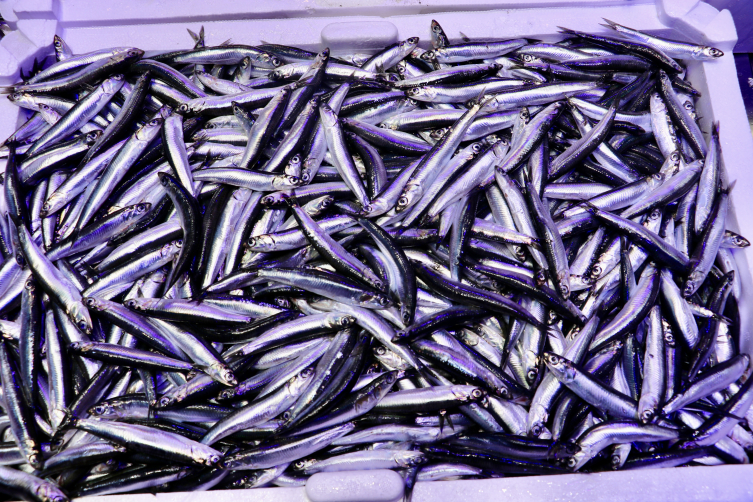 Aa Picture 20251102 39593460