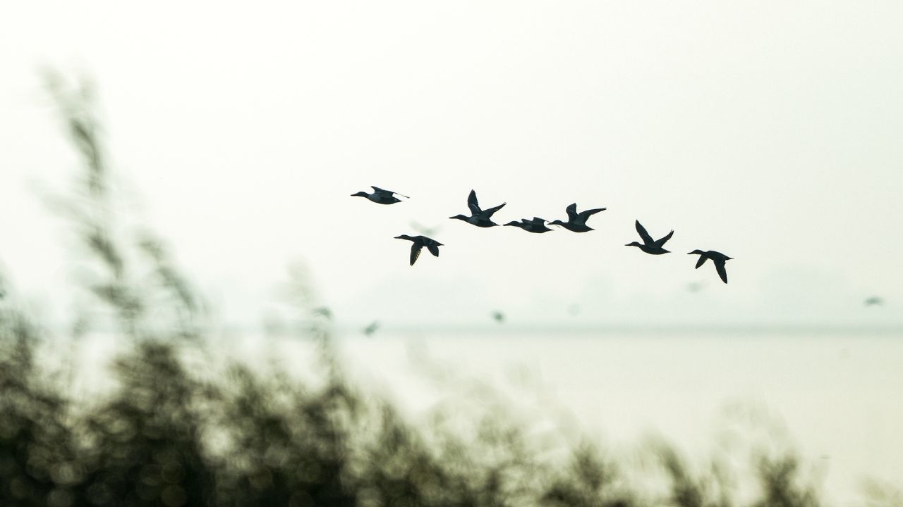 Manyas Kuş Cenneti'nde gün batımı