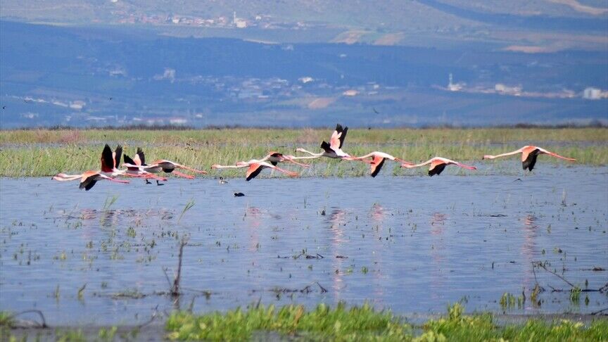 Marmara Gölü yıllar sonra yeniden göçmen kuşları ağırlıyor