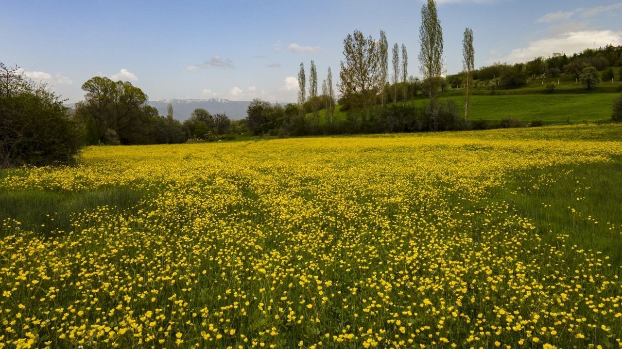 Giresun ilkbahar renklerine büründü