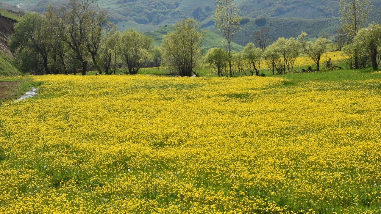 Gümüşhane'nin "Sarıçiçek" köyü doğaseverleri ağırlıyor