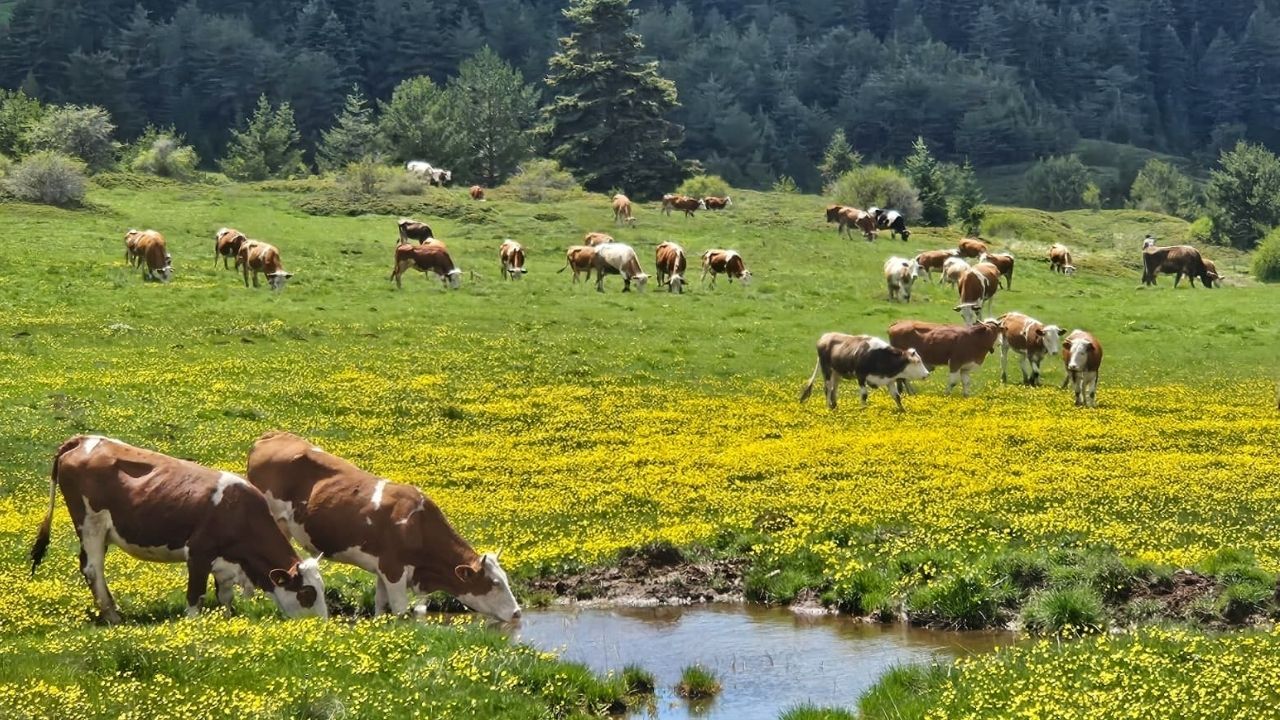 Yapraklı Yaylası düğün çiçekleriyle sarıya boyandı