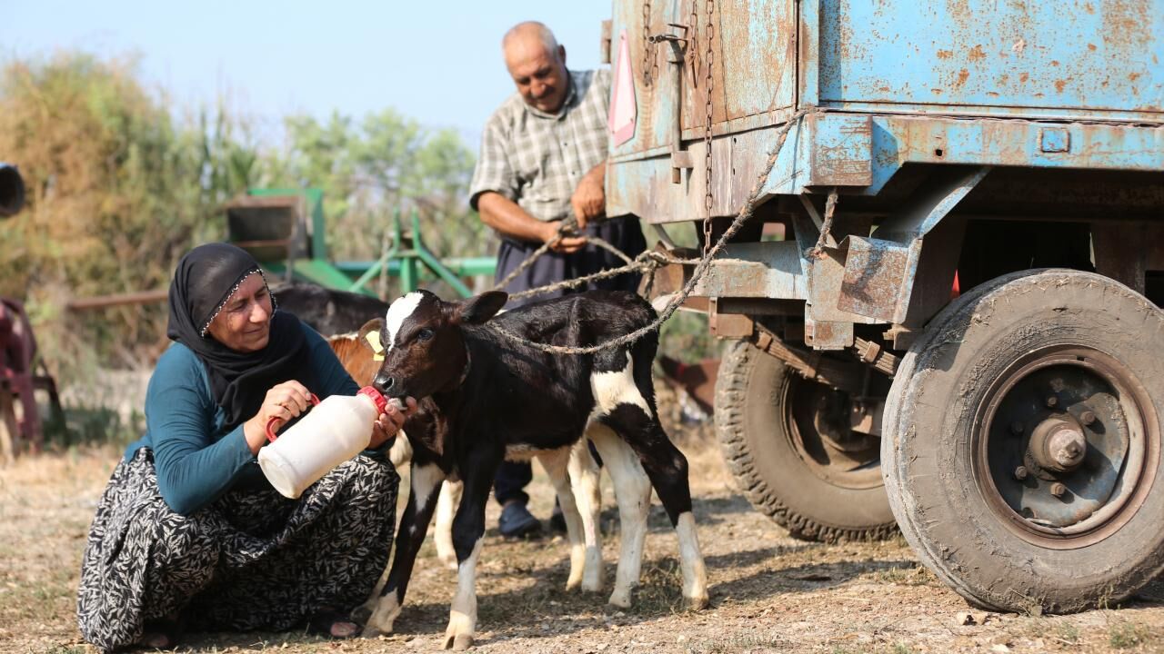 Buzagi Hayvancilik Aa 2478399