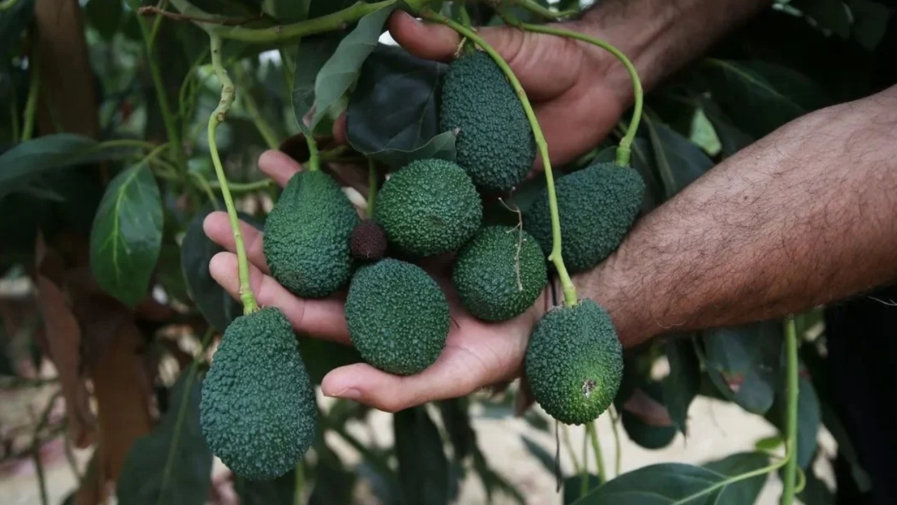 Avokado (1)